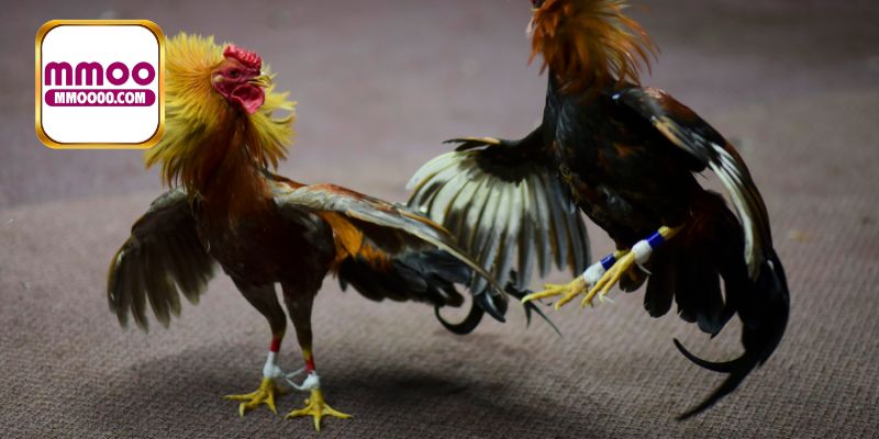 Thời gian thi đấu của các trận chọi gà rất ngắn
